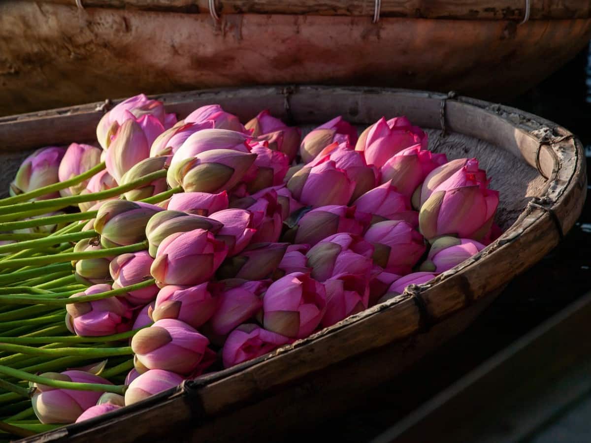 Lotus Benefits and Uses- कमल के फायदे, औषधीय गुण, लाभ और नुकसान